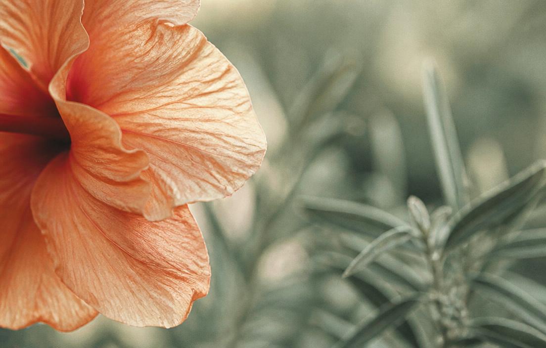 Makro detalj hibiskusa